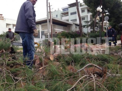 Τρέχουν και μαζεύουν τα ξεριζωμένα δέντρα για να τα κάψουν να ζεσταθούν - ΦΩΤΟ & ΒΙΝΤΕΟ