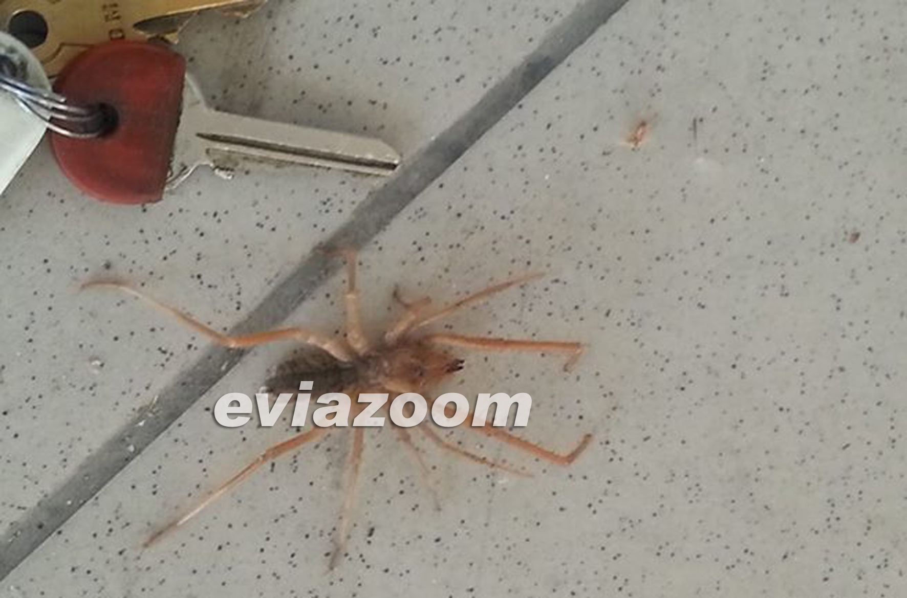 Η συγκεκριμένη αράχνη που βρέθηκε στη Χαλκίδα, έχει το μέγεθος ενός κλειδιούΦΩΤΟ από το EviaZoom