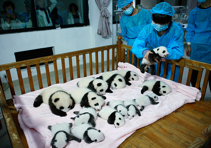 Ας κοιμηθούμε μαζί τώρα που... χωράμε γιατί όταν μεγαλώσουμε... Φωτογραφία China Daily/Reuters