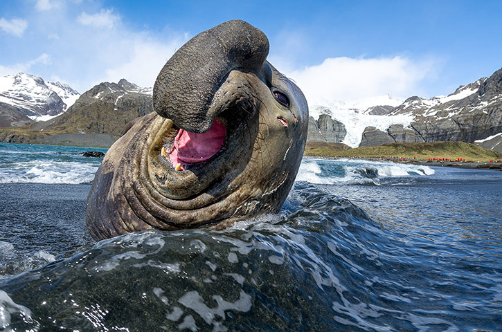 Θαλάσσιος ελέφαντας κάνει... ναζάκια στο φακό! Φωτογραφία Justin Hofman/Barcroft Media