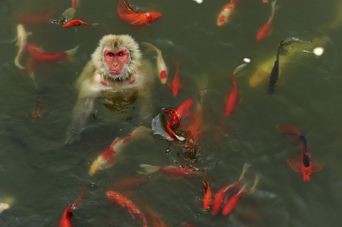 Δεν φαίνεται και πολύ ευχαριστημένη η μαϊμουδίτσα με τόσα ψάρια Κόι δίπλα της....