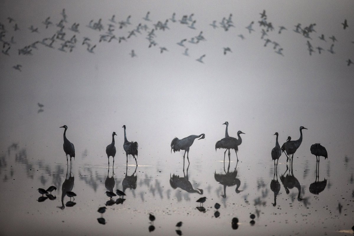 Η λίμνη Χούλα στο Ισραήλ είναι καταφύγιο για τα αποδημτικά πουλιά