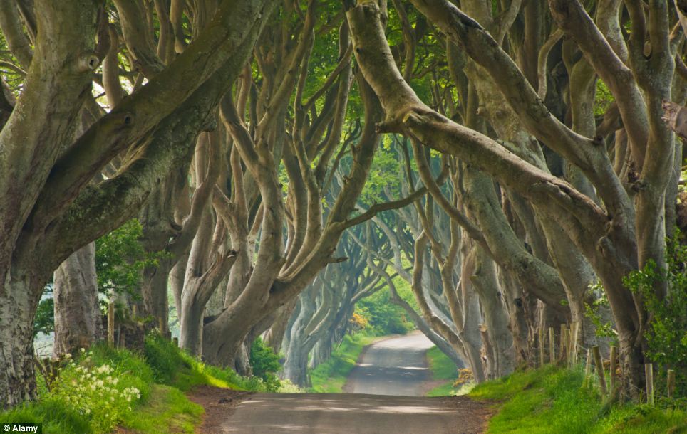 Στην Βόρεια Ιρλανδία η περιοχή ονομάζεται Dark Hedges 