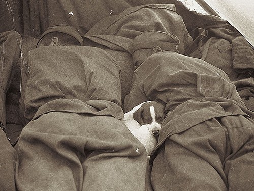 1945: Το κουτάβι έχει ξαπλώσει ανάμεσα σε δυο ρωσους στρατιώτες