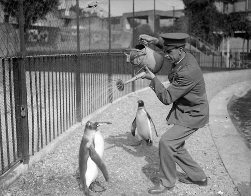 Δροσίζοντας τους πιγκουίνους σε ζωολογικό κηπο το 1930