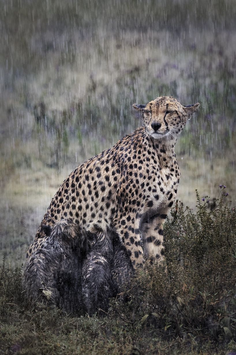 Τα μικρά cheetah προσπαθούν να καλυφθούν με το τρίχωμα της μητέρας τους για να μην βραχούν 