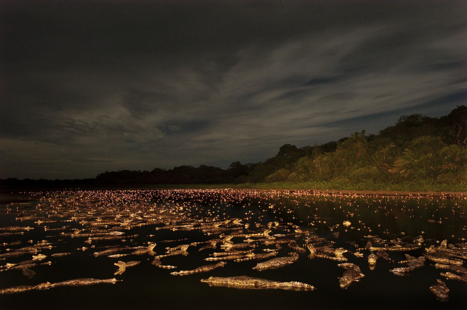Στο τέλος της ξηρής περιόδου στο Pantalan, αλιγάτορες μαζεύονται στις λίμνες για να καταβροχθίσουν ψάρια