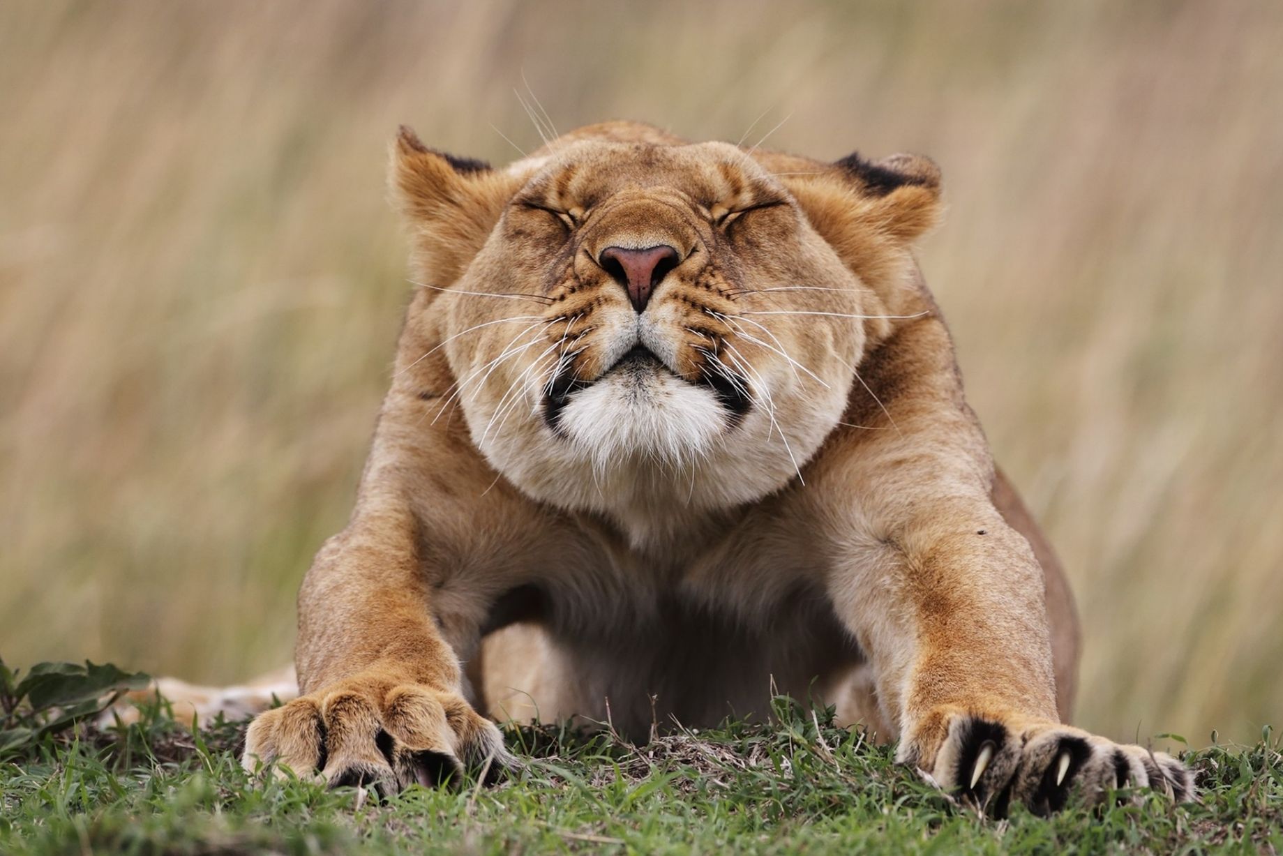 Ποιος είπε ότι τα λιοντάρια δεν... χουζουρεύουν; Τέντωμα και μετά κυνήγι! / Stephan Tuengler