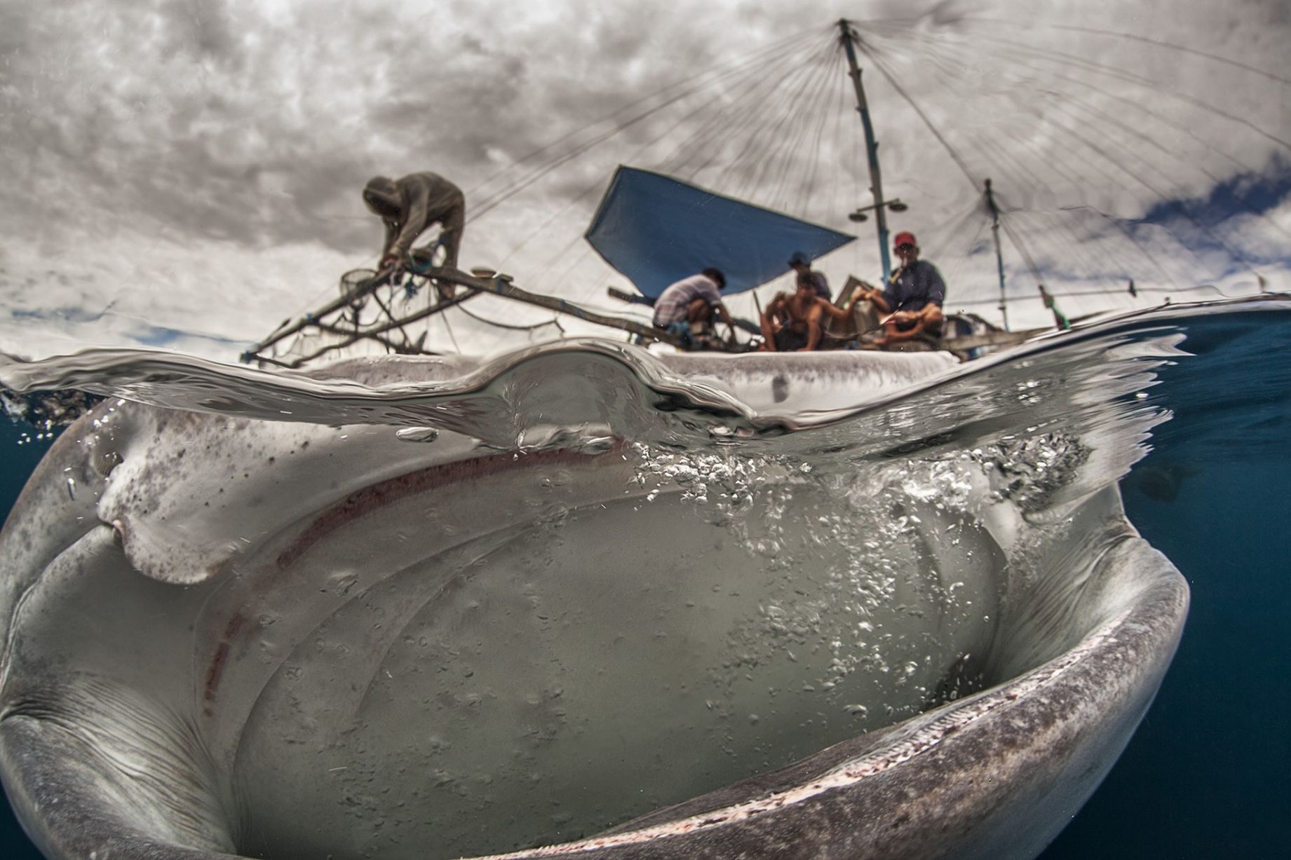 Οι ψαράδες έχουν επισκέπτη έναν... φαλαινοκαρχαρία! /Adriana Basques