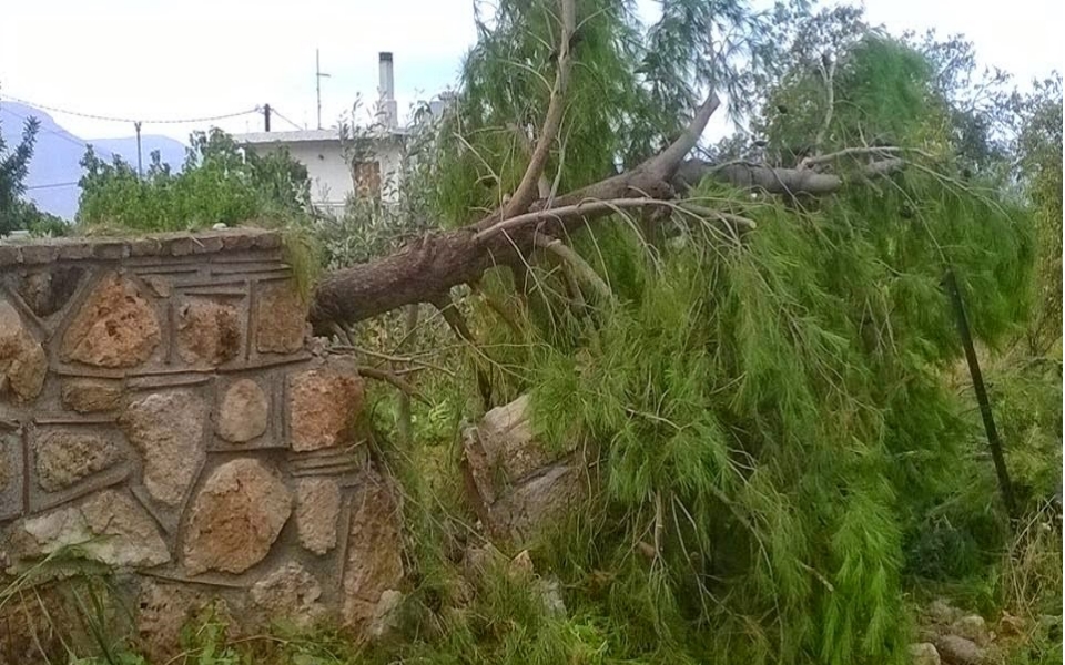 Δέντρο 20 μέτρων ξεριζώθηκε από τον ανεμοστρόβιλο - Φωτό - eviazoom.gr