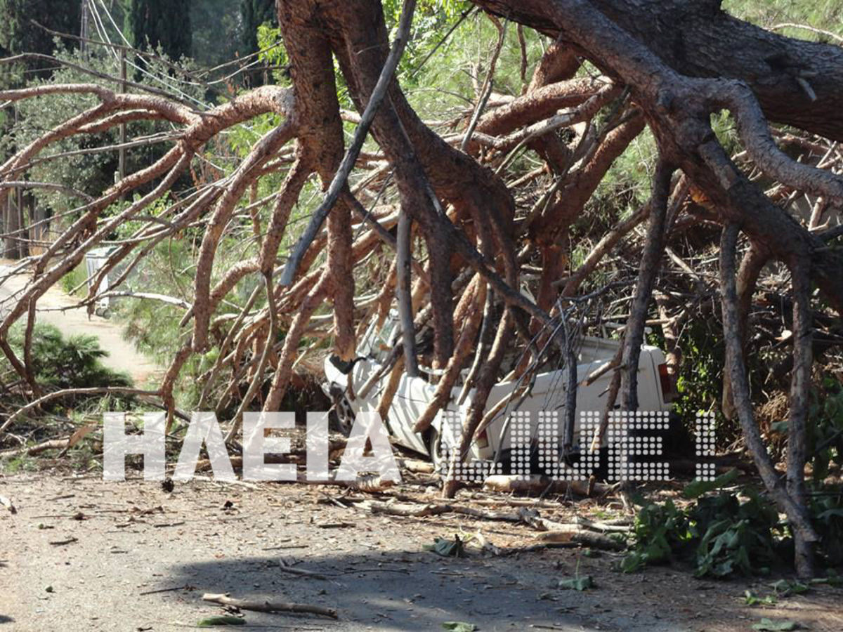 Ηλεία: Αιωνόβιο πεύκο διέλυσε αυτοκίνητο – Δείτε τις εντυπωσιακές φωτογραφίες!