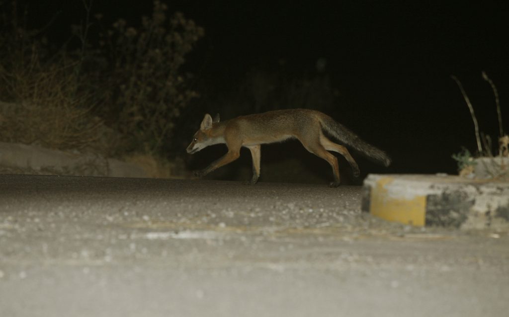 ΦΩΤΟ EUROKINISSI