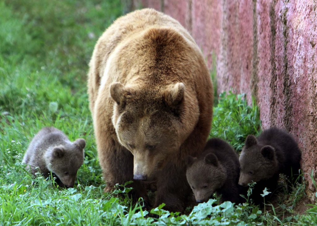 Μετακομίζουν οι αρκούδες του ζωολογικού κήπου Θεσσαλονίκης
