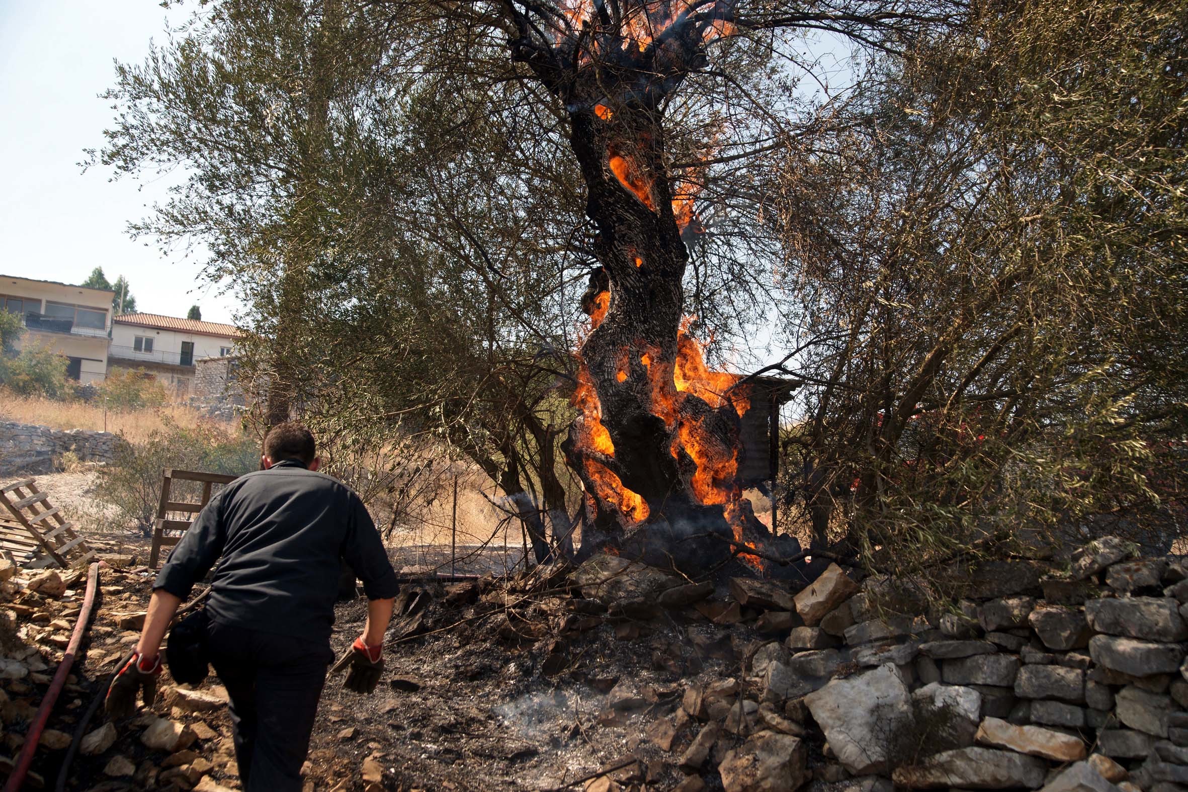 Λασίθι: Στις φλόγες στρέμματα με ελαιόδεντρα!