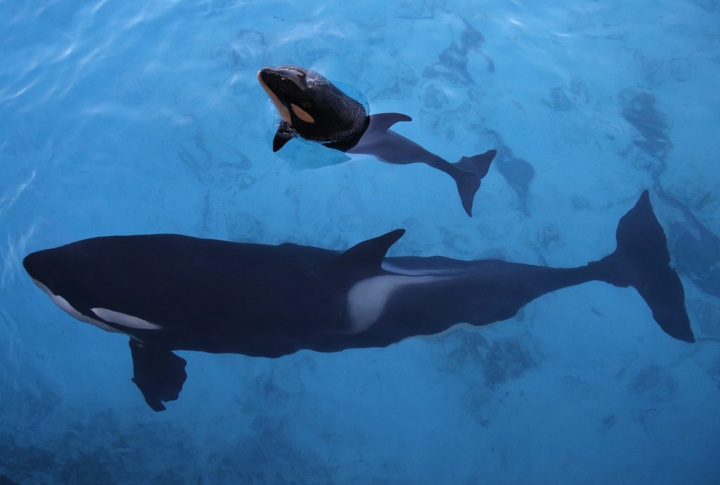 39 φάλαινες πιλότοι εξόκειλαν σε ακτή της Νεας Ζηλανδίας και πέθαναν