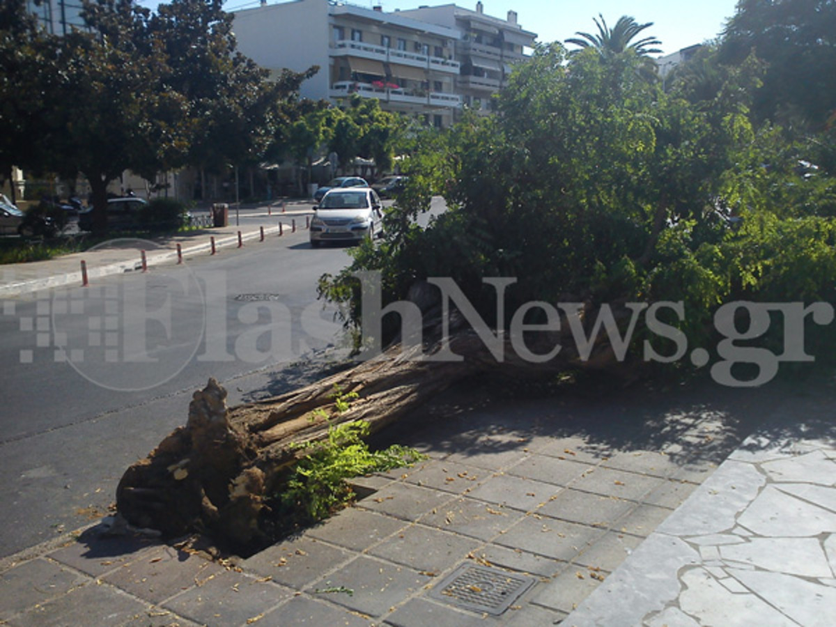 Κρήτη: Ξεριζώθηκε δέντρο μετά από τροχαίο – Άγιο είχε ο οδηγός! (Φωτό)