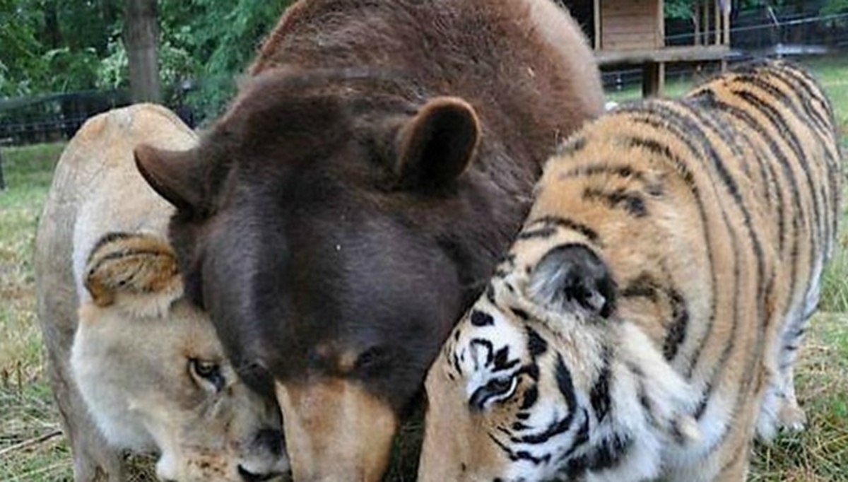 Καλύτεροι φίλοι μια αρκούδα, ένα λιοντάρι και μια τίγρης!