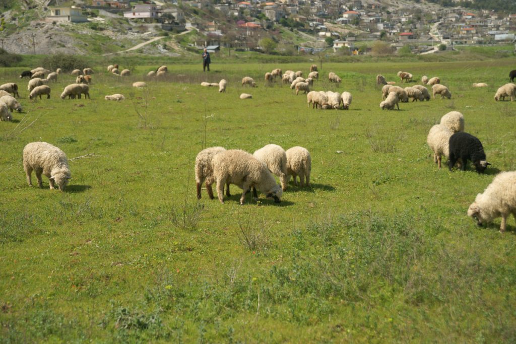 Δημόσιοι κτηνίατροι “έγδυναν” κτηνοτρόφους στη Βόρεια Έλλάδα