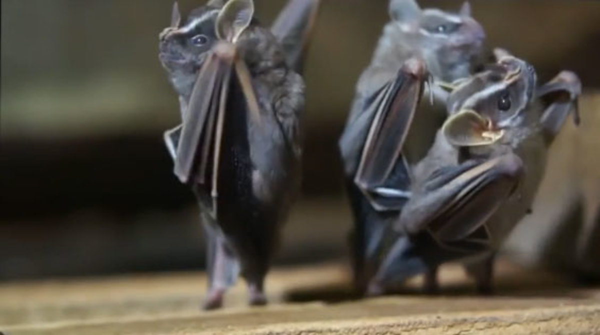 Οι νυχτερίδες που χορεύουν! – VIDEO