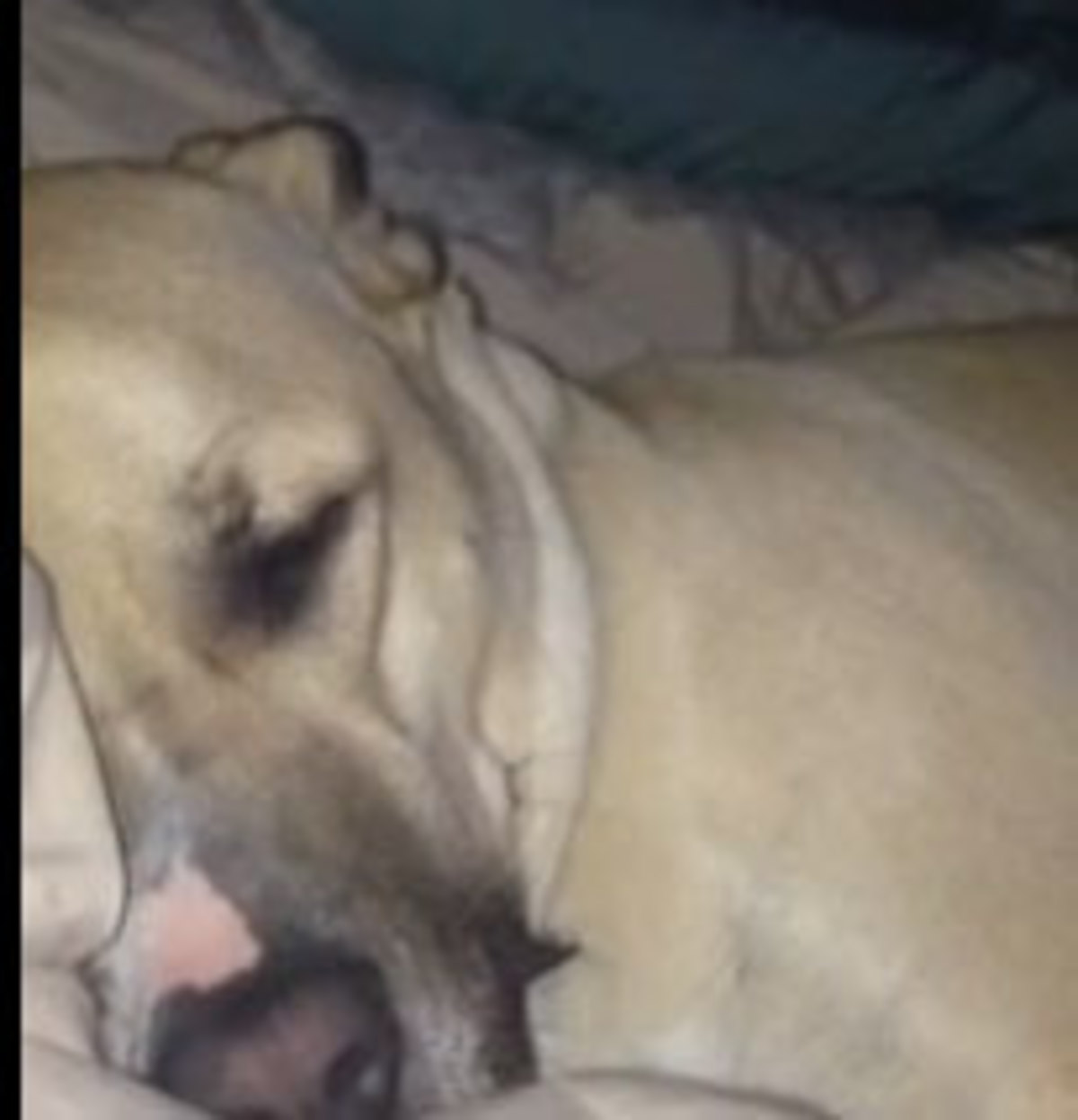 Το σκυλί που ροχαλίζει σαν τον Ντάφυ Ντάκ! – VIDEO