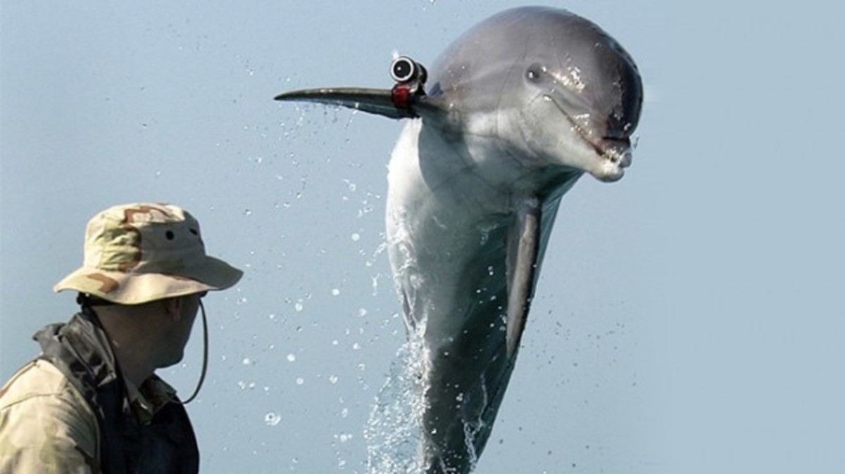 Ο “πόλεμος των δελφινιών” στην Μαύρη Θάλασσα!