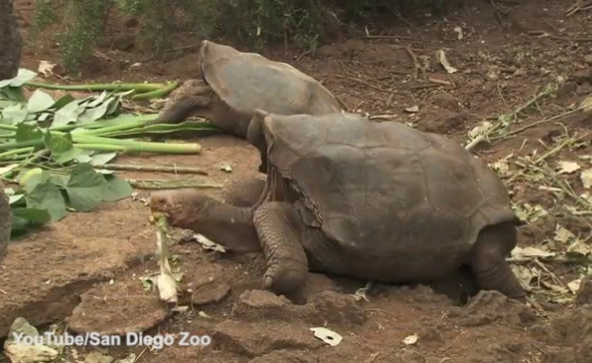 Μανιακή με τον έρωτα η υπεραιωνόβια χελώνα Diego! Διέσωσε το είδος με 800 μωρά