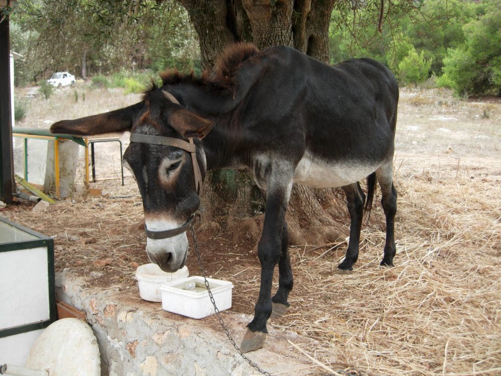 Τα γαϊδούρια οι Ελληνάρες