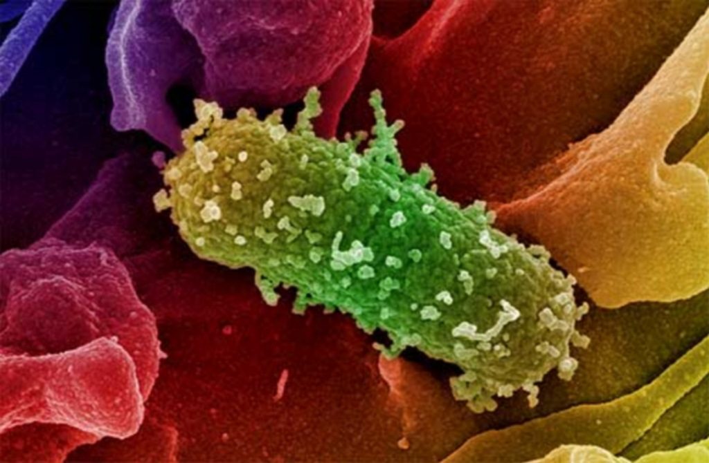 Το e-coli ανιχνεύεται σε ζώα και λαχανικά στη Θεσσαλία