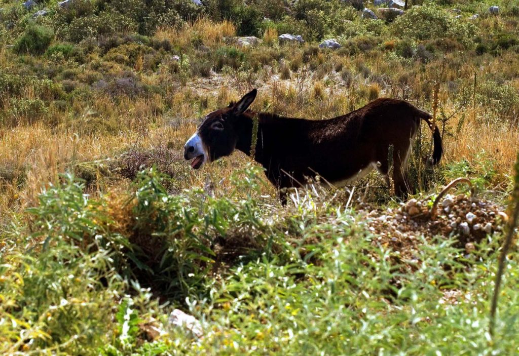 Σοκάρει η κατάθεση 20χρονου που τον «τσάκωσαν» να βιάζει γαϊδουράκι