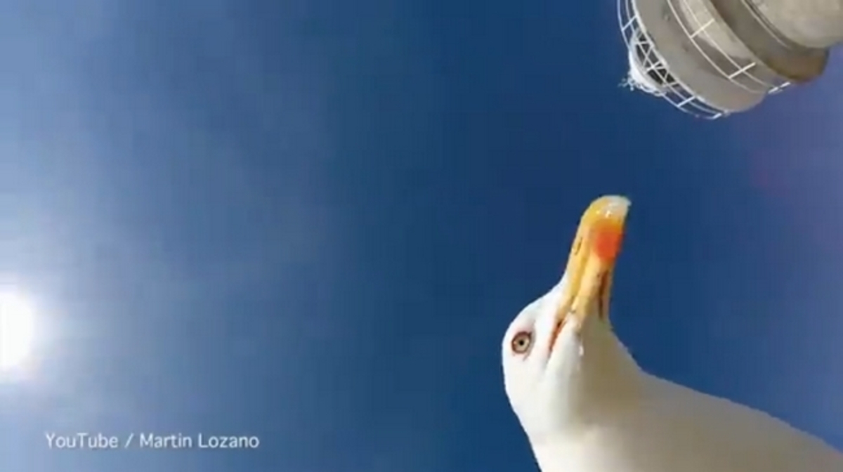 GoPro έκανε “φτερά” και πέταξε με τη βοήθεια γλάρου – Φανταστικά πλάνα (ΒΙΝΤΕΟ)