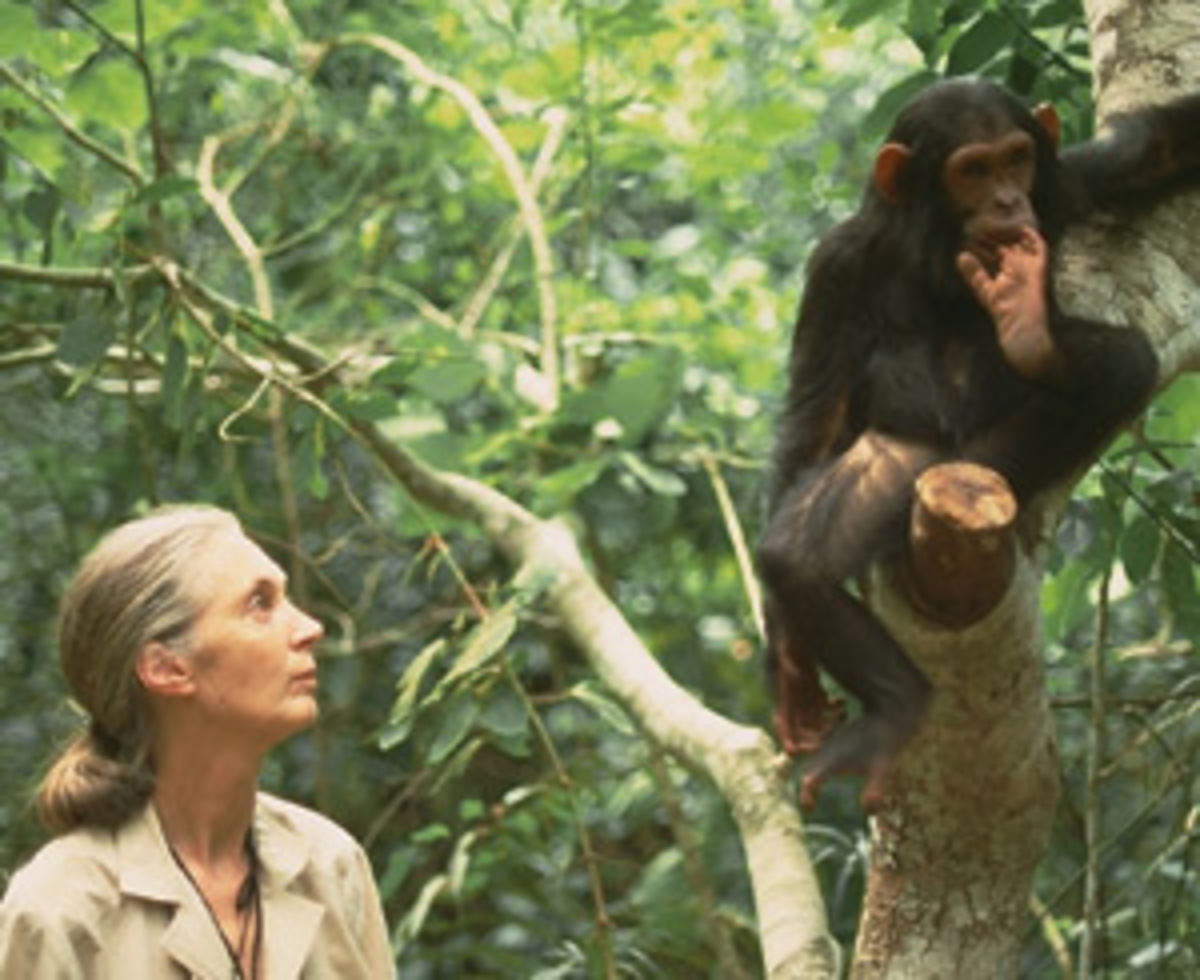 Η Jane Goodall γνωστή για τους αγώνες της για τους χιμπατζήδες και γορίλες