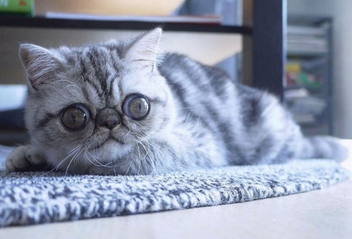 Herman – Το γατάκι με το πιο τρομοκρατημένο βλέμμα [pics]