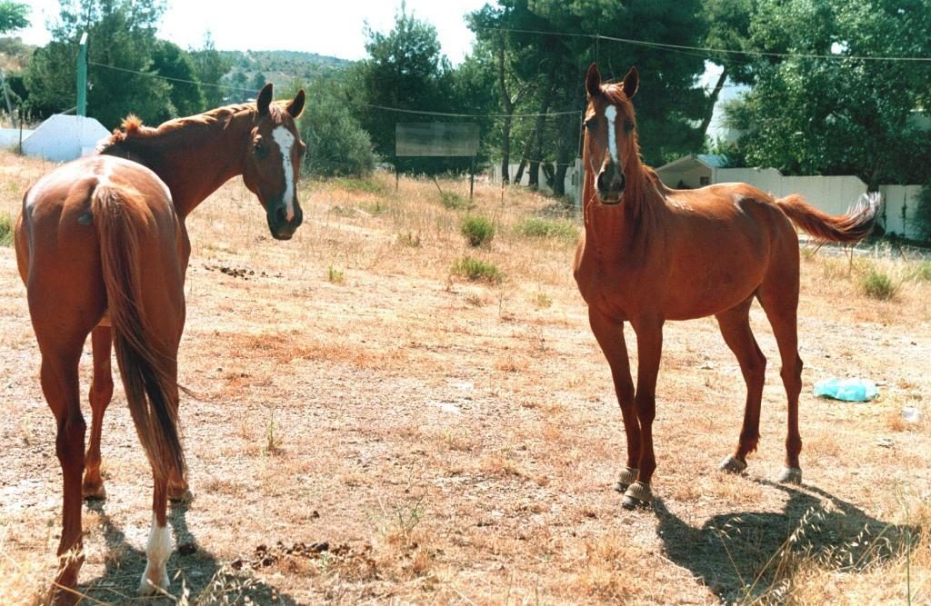 ΦΩΤΟ ΑΡΧΕΙΟΥ EUROKINISSI