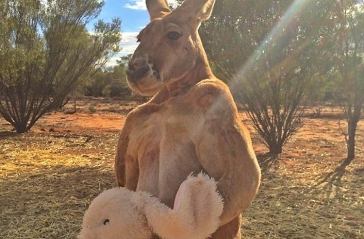 Fuck A Duck Screw A Kangaroo