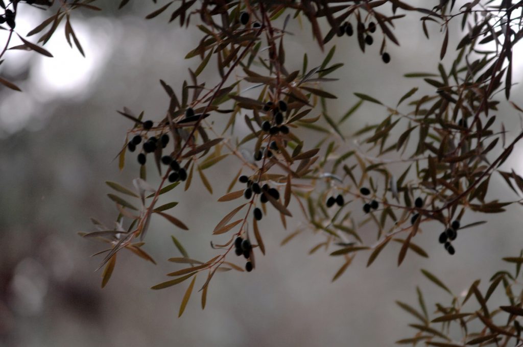 Ηράκλειο: Όσο εκείνος κλάδευε, το αγροτικό έκανε… φτερά