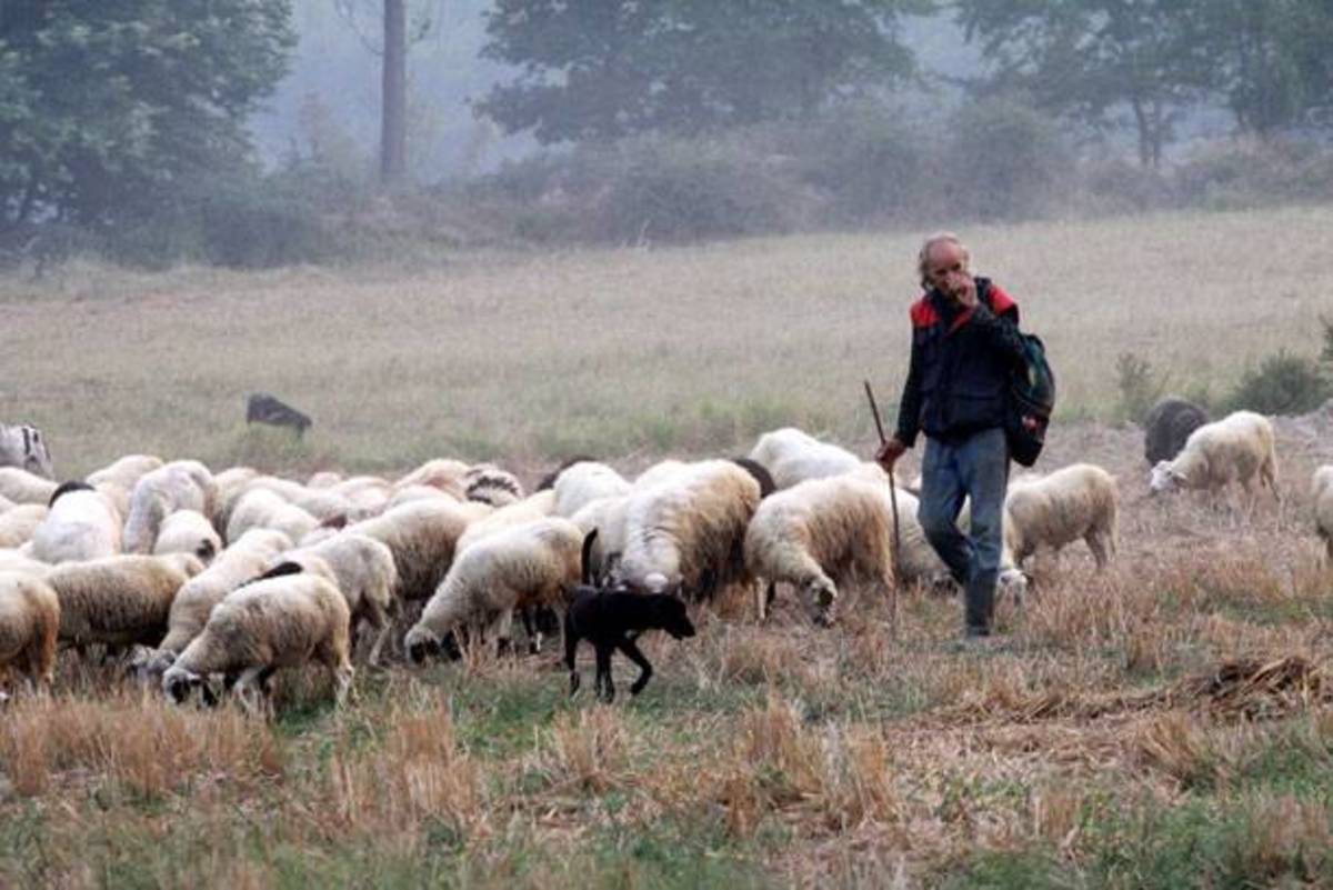 Την Τρίτη η καταβολή αποζημίωσης σε 65.000 κτηνοτρόφους