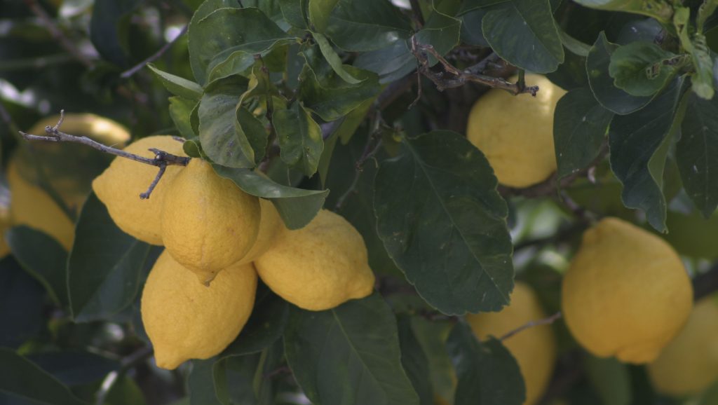 Κατασχέθηκαν χιλιάδες κιλά από λεμόνια και μπανάνες στον Πειραιά
