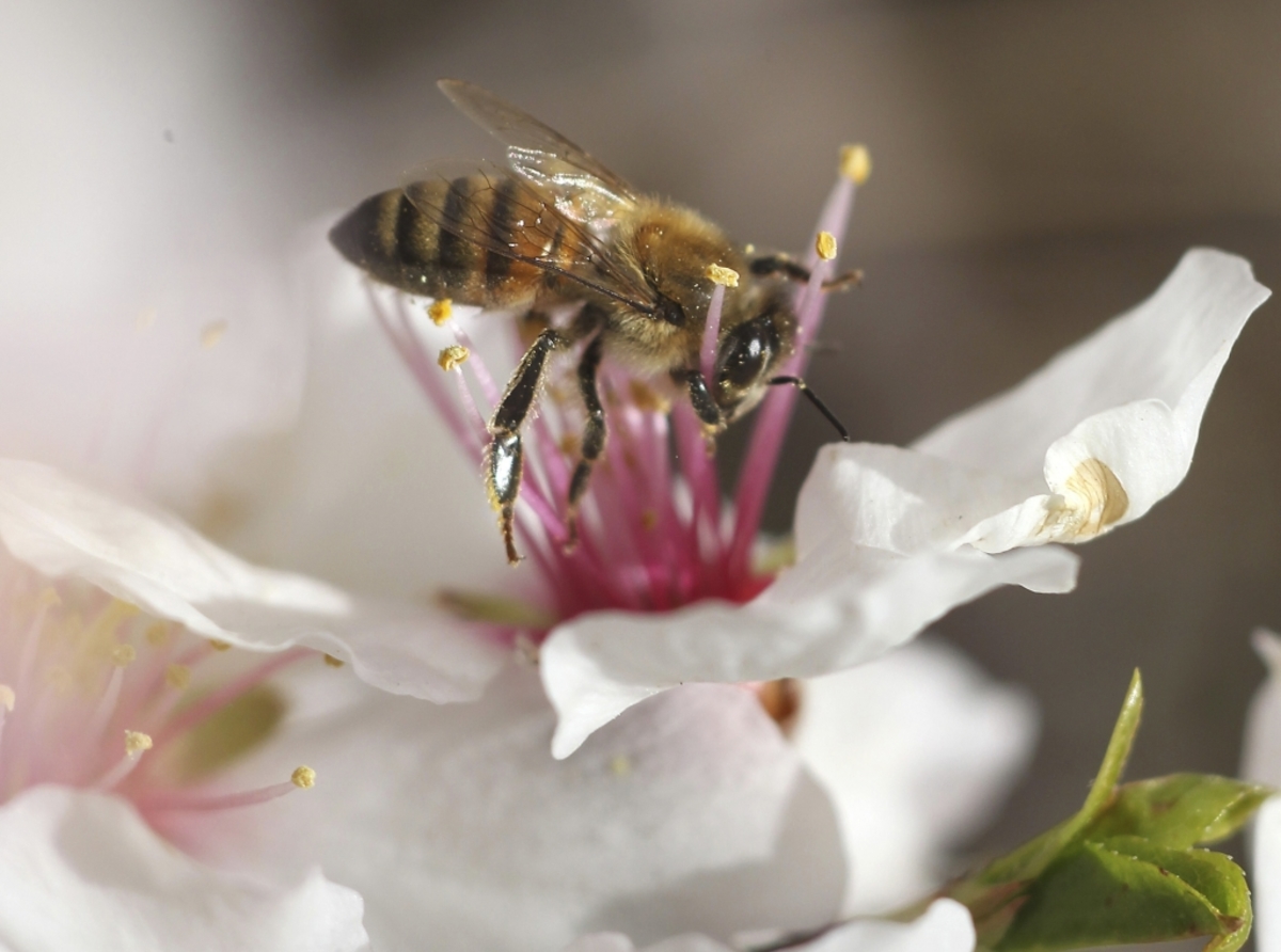 Και οι μέλισσες έχουν… “προσωπικότητα”