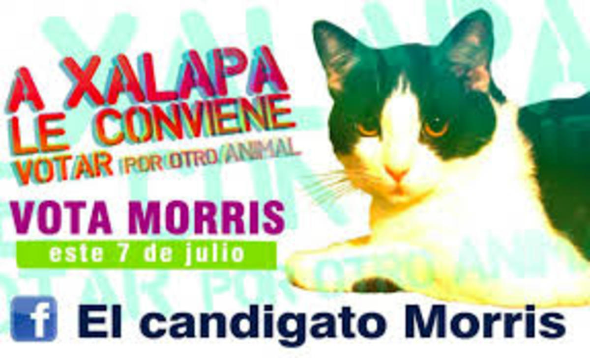 Ένας γάτος… υποψήφιος για δήμαρχος!