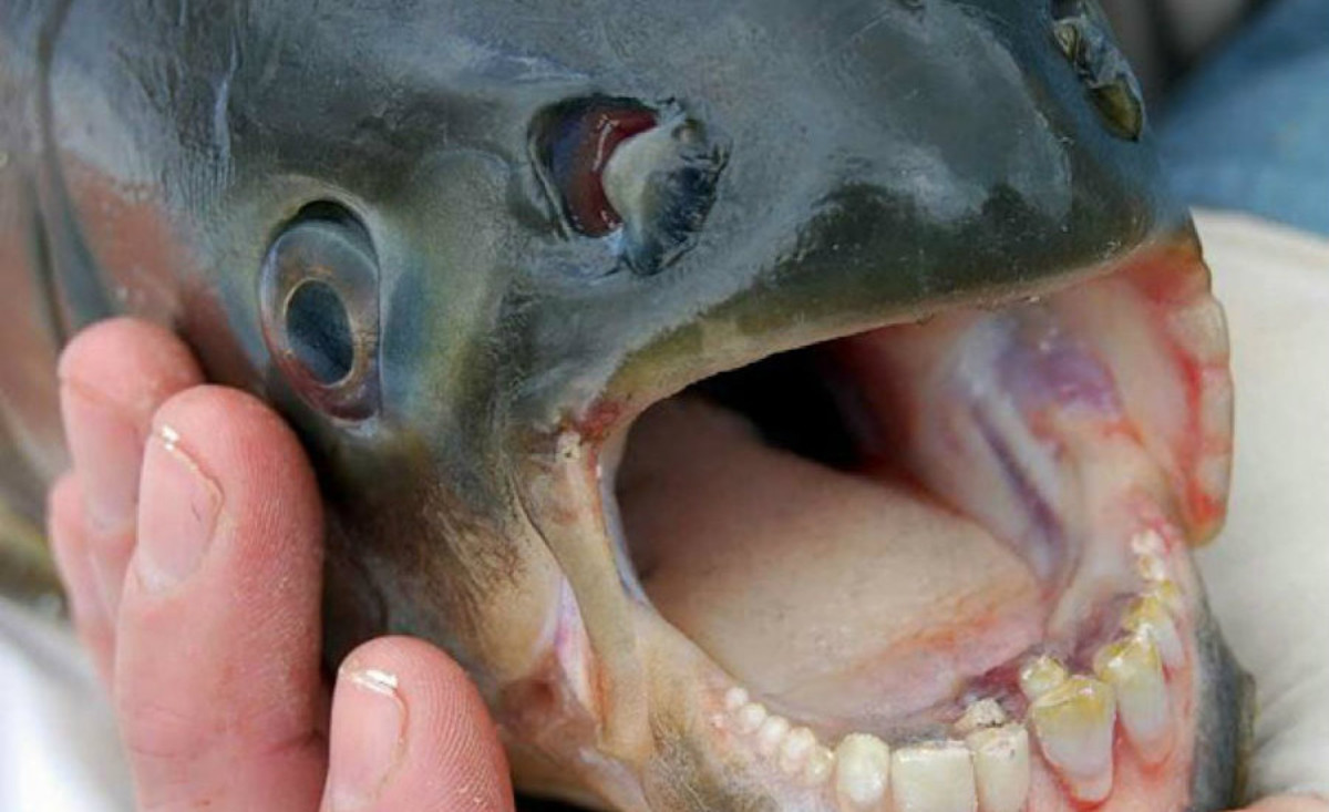 Φόβος και τρόμος! Ανακάλυψαν το ψάρι με ανθρώπινα δόντια που τρώει όρχεις [pics]