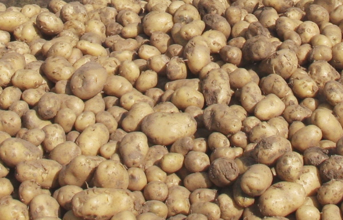 Σέρρες: Δείτε το βουνό με τις απούλητες πατάτες, ξεσπάσματα από παραγωγούς