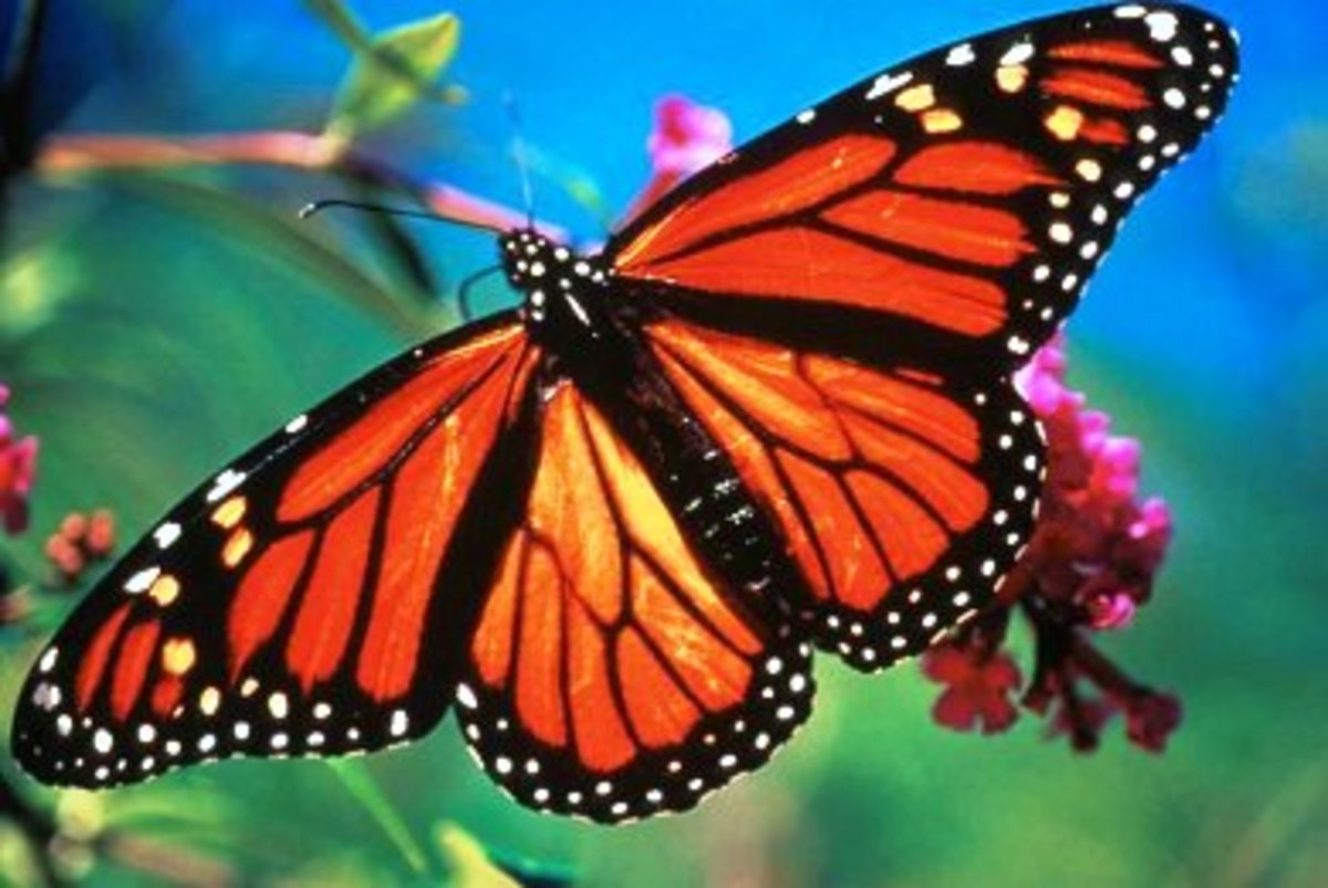 Τι ερωτικό μήνυμα στέλνουν οι πεταλούδες με ανοιγμένα φτερά;