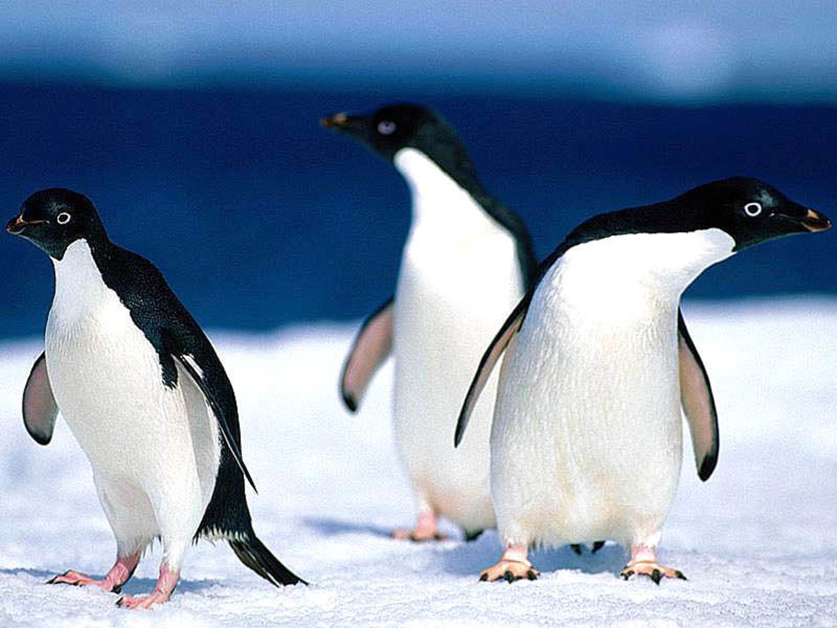 Εκατοντάδες πιγκουίνοι πέθαναν από ασιτία!