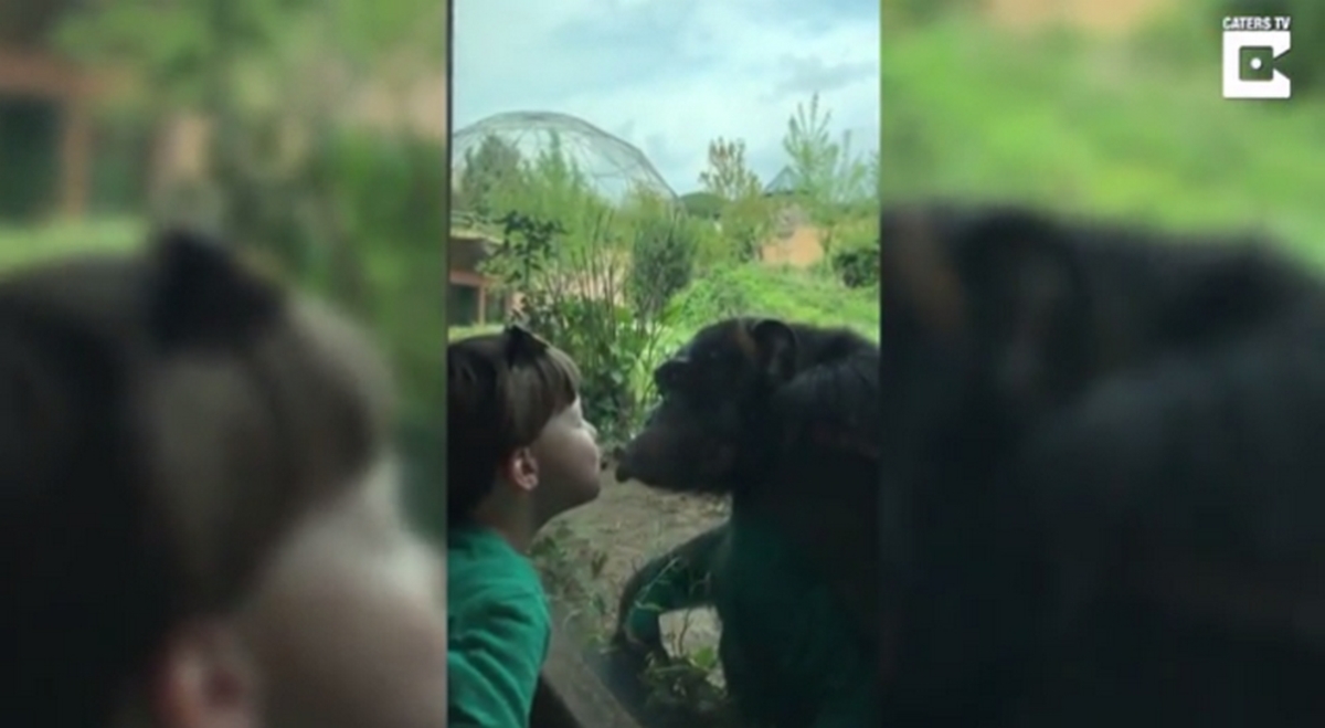 Θα λιώσεις! Χιμπατζής ανταποδίδει τα φιλιά σε αγοράκι! [vid]