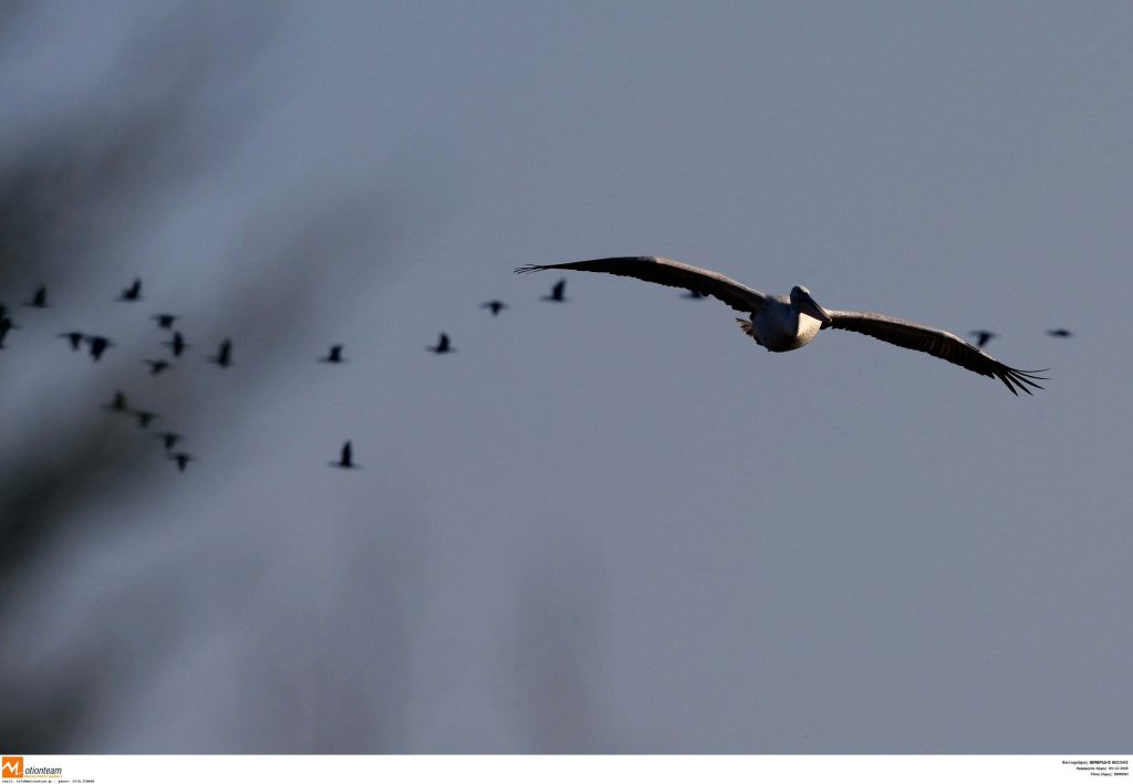 Ένα από τα μεγαλύτερα πουλιά του κόσμου κινδυνεύει να εξαφανιστεί!