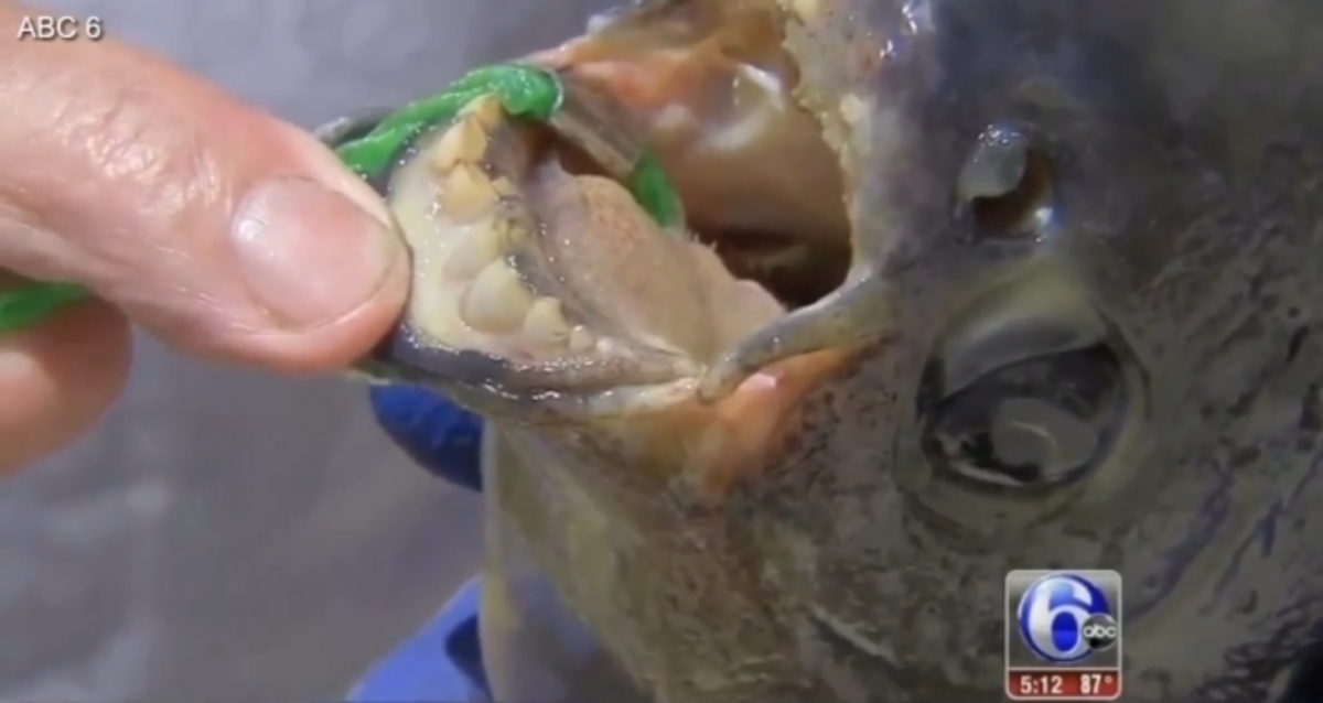 Το ψάρι “καρυοθραύστης”: Τρώει όρχεις αντρών με τα ανθρώπινα δόντια του (ΦΩΤΟ)