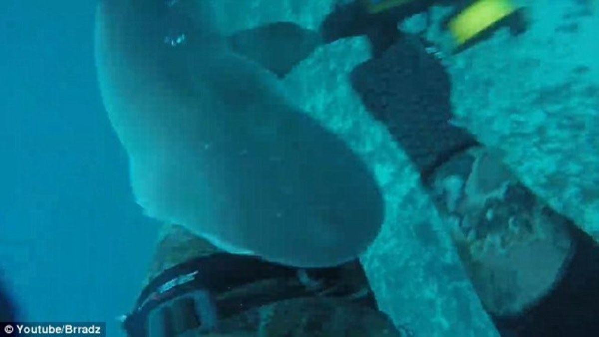 Τρόμος στα σαγόνια του καρχαρία – Κατέγραψε την επίθεση σε κάμερα (ΒΙΝΤΕΟ)