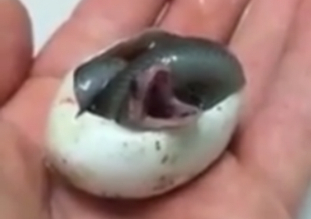 Νεογέννητο φίδι παίρνει την πρώτη του ανάσα και τρελαίνει το ίντερνετ!