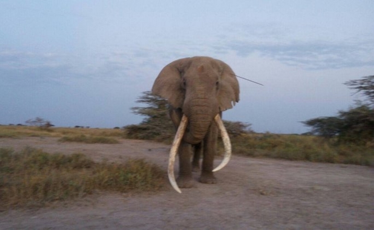 Ελέφαντας έψαχνε βοήθεια για να του βγάλουν δόρυ που τον είχε καρφώσει (ΦΩΤΟ)