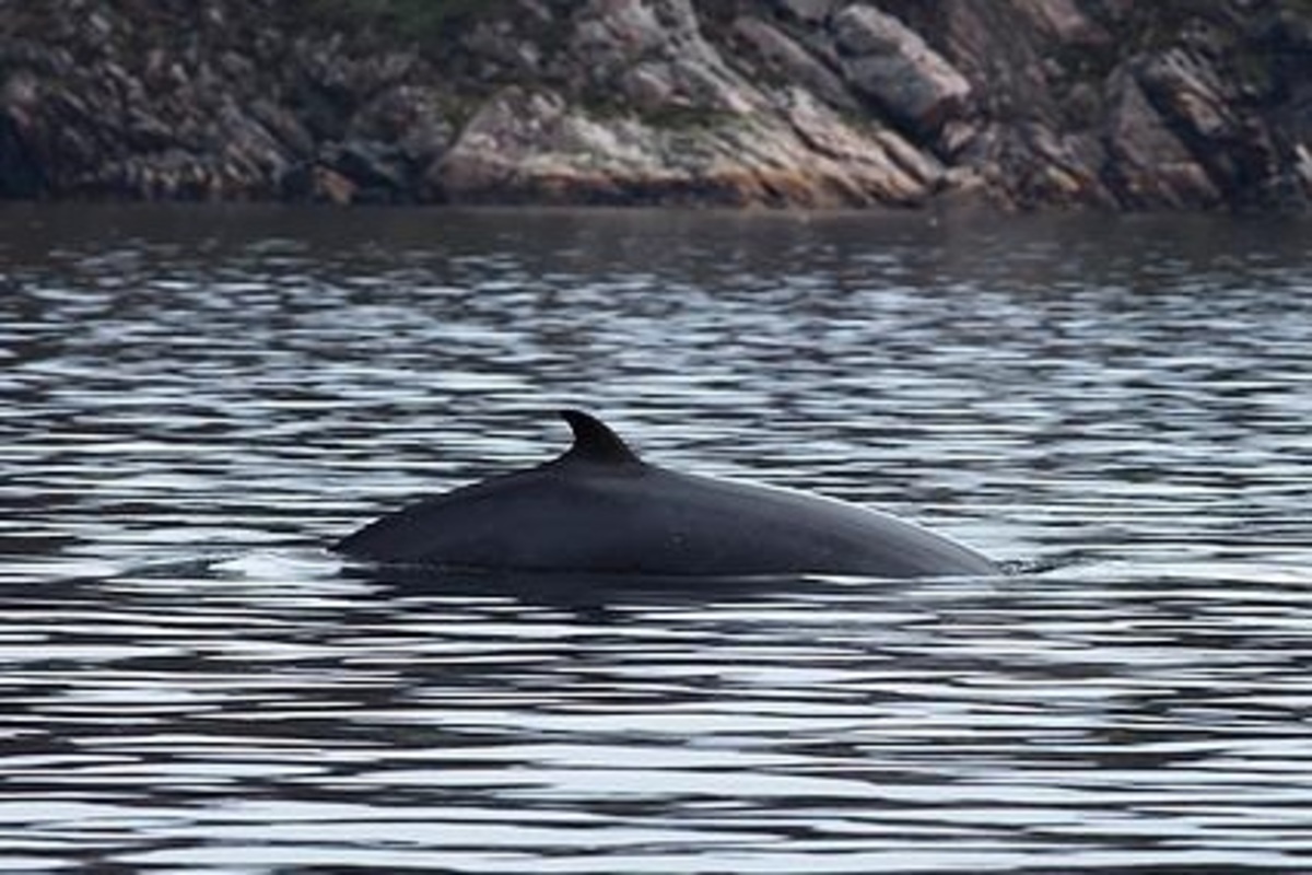 Φλόριντα: Βρέθηκαν νεκρές 25 φάλαινες